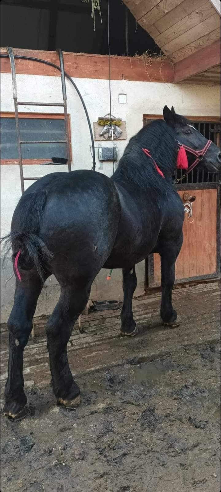 Mânz de 8 luni .