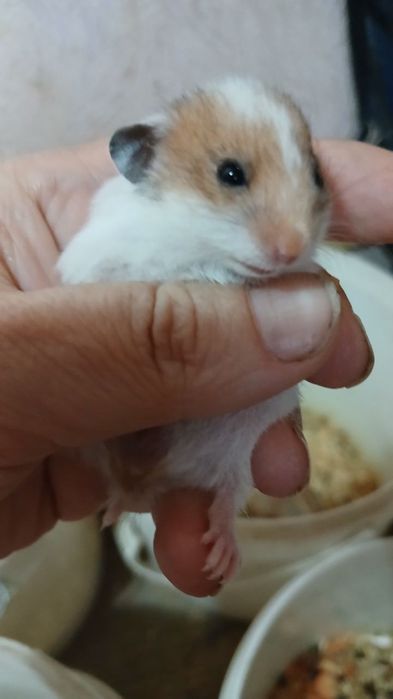 Домашние животные