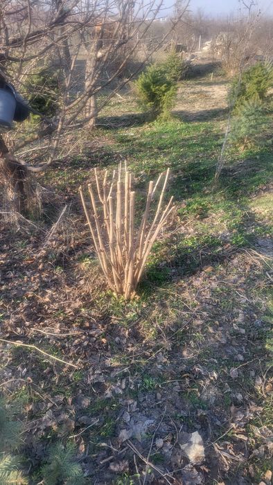 Продам бересклет европейский  .взрослые 5 лет. Выращенные в своём  сад