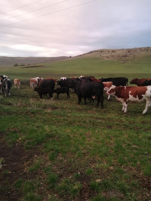 Vând vițele și juninci