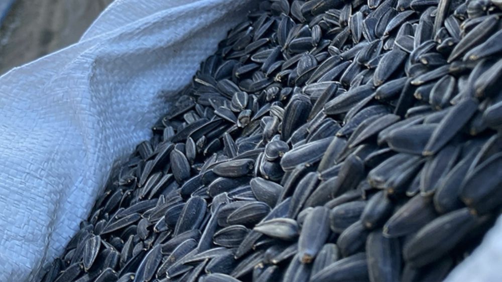 Слънчоглед за чоплене ЕДЪР ФАВОРИТ