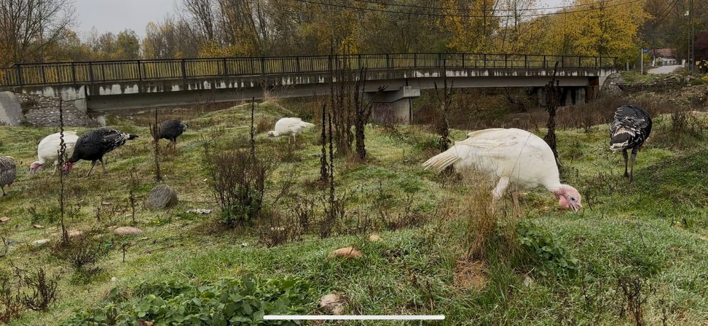 Curci si curcani romanesti/de tara