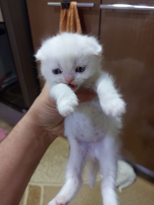 Котята скотиш страйт и фолд.