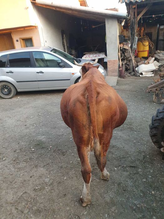 Vaca Baltata romaneasca