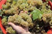 Struguri de vin calitate