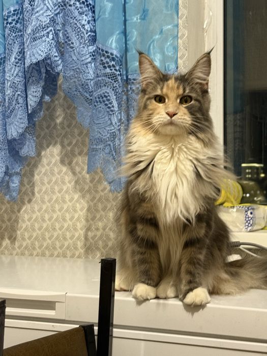 Продам мейнкуна девочка 12 месяцев