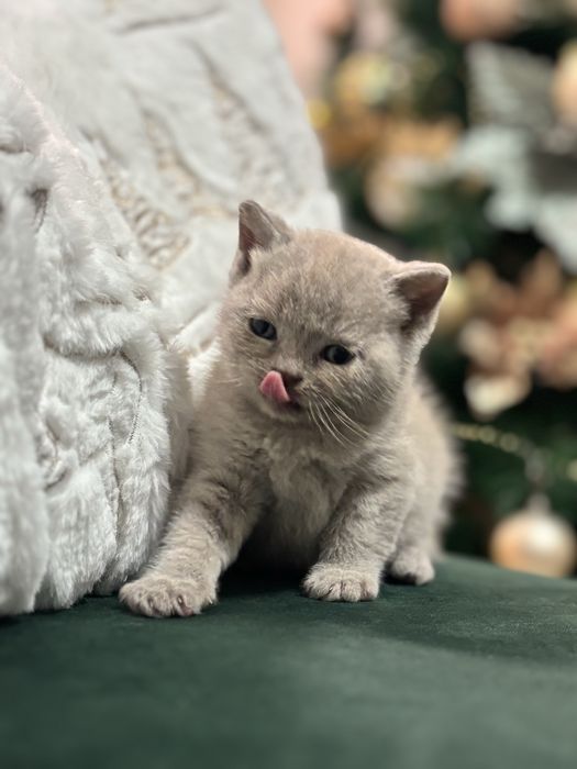 Британски котета (лилави)