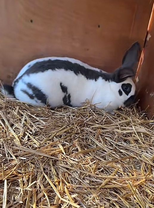 Disponibili o pereche fluture german pestriț