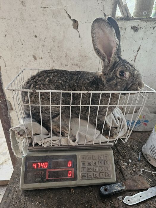 Кролики ФБ,фландер