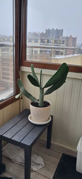 Кактуси, големи, красиви.