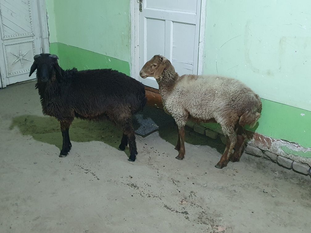 2ta qo'chqorla sotiladi tez va arzon Shofirkonda