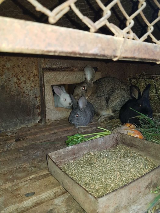 Iepurită cu 6-7 pui