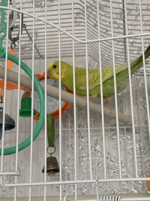Продам попугая вместе с клеткой
