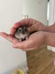Hamsteri pitici gri