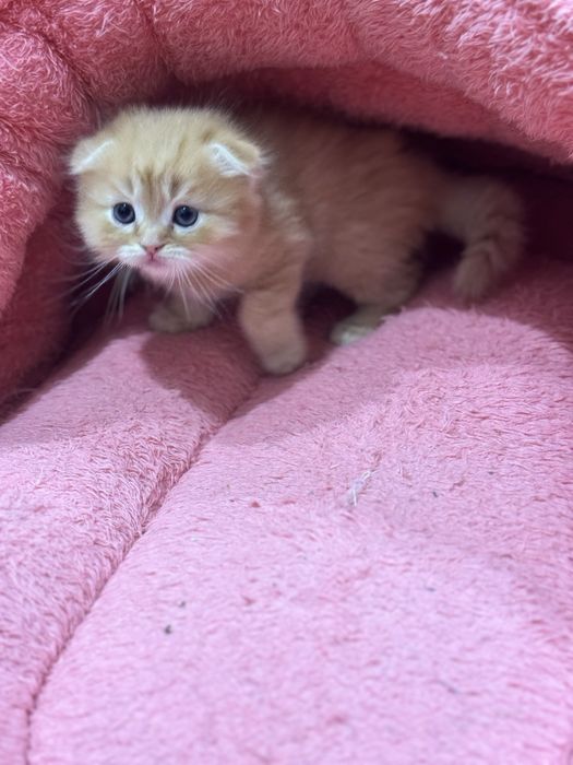 Катёнок скотиш фолд