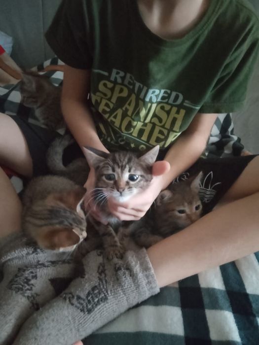 Отдам котять в хорошие руки