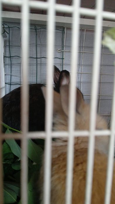 Iepuri mini cap de leu