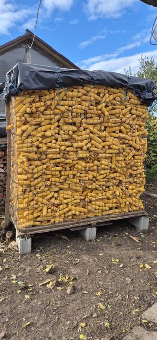 vand porumb furajer si porumb sticlos  PRET 0.85 LEI/KG