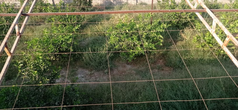 Ер участка  14 су́тик 1 су́тиги 5500 дан