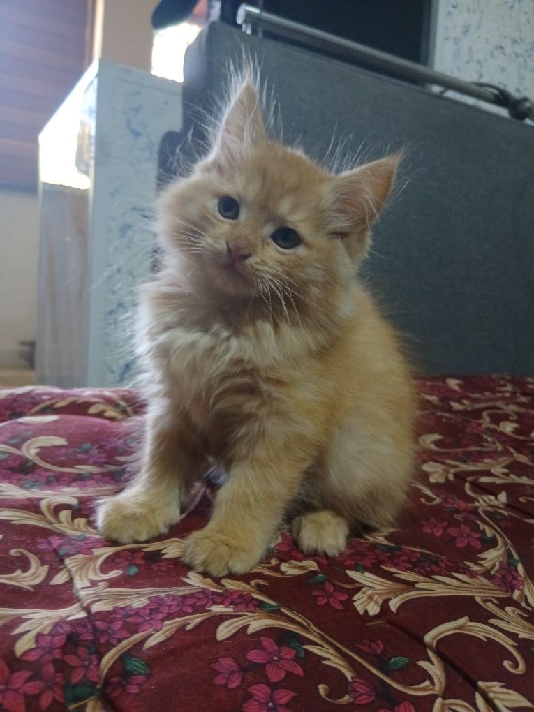 Продаётся котёнок мейн-кун с золотой шиншиллой