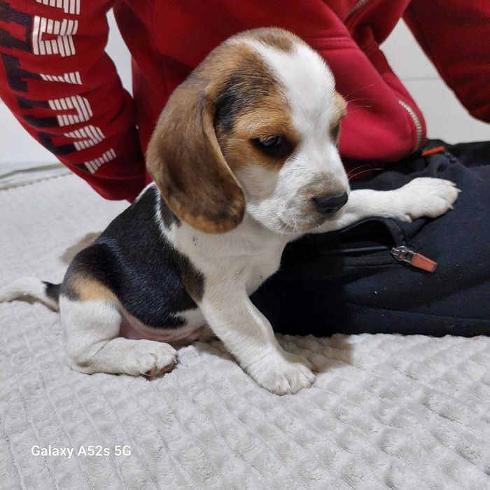 Куче порода Бигъл