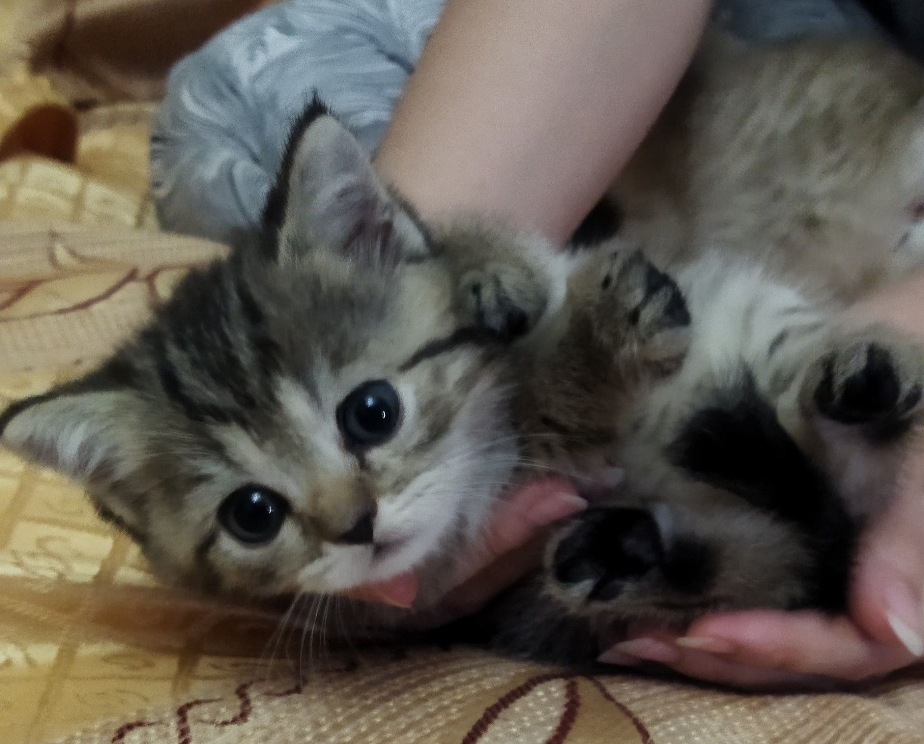 Шотландский котёнок девочка