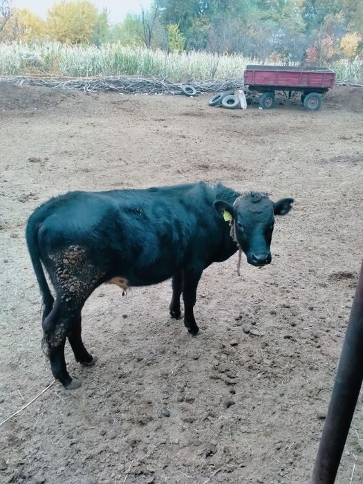 Бычок бука сатылады