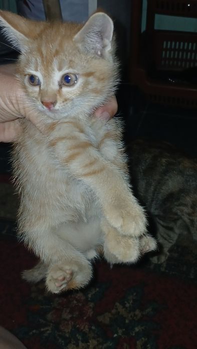 Кошка с котятами