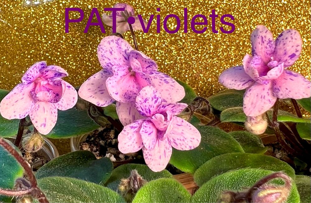 Сейнтполия Saintpaulia African Violet Сентполия Сенполия