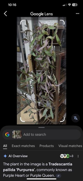 Tradescantia pallida (Purple Heart)
