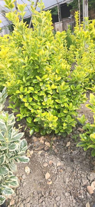 Sifatli shamshot gullari bor