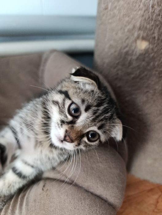 Отдаем котят бесплатно