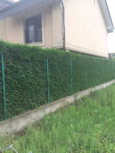 Leylandii - Timisoara - producator local