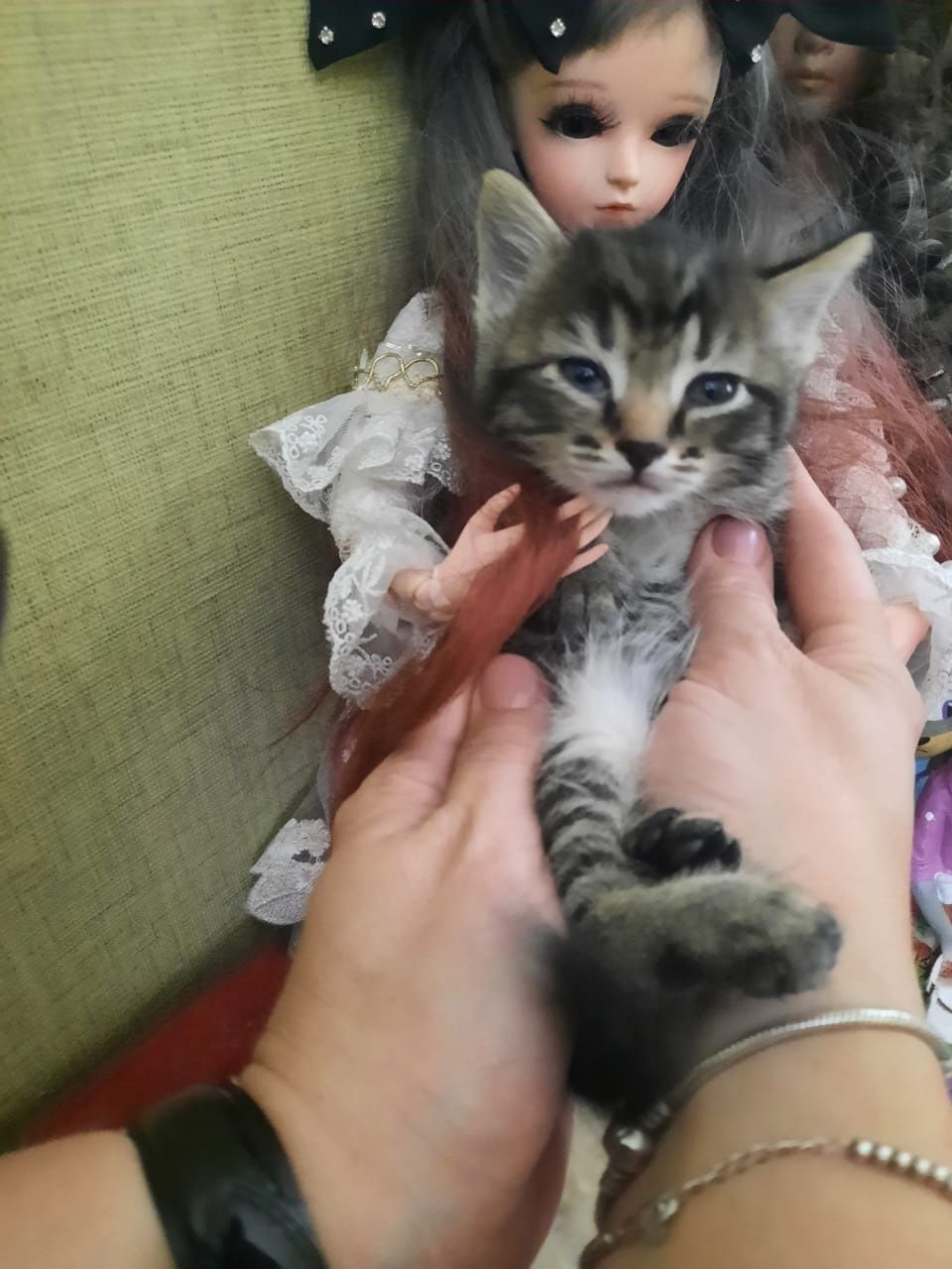 Кошечка ищет дом