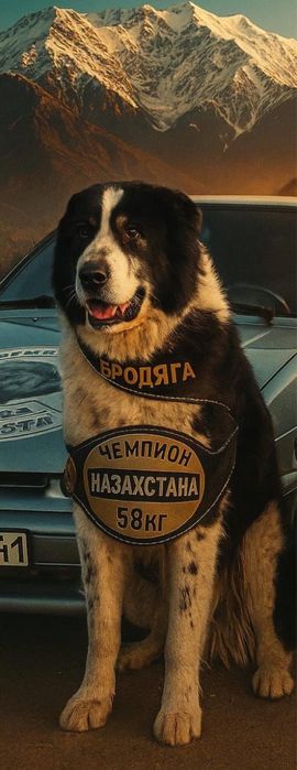 Щенки алабая с хорошей линиий
