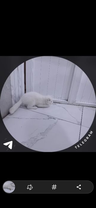 Honakilashgan qoʻlga oʻrgatilgan muhimi egasini yaxwi taniydi