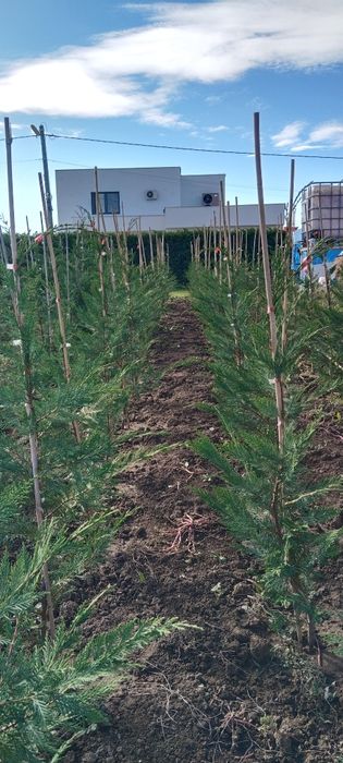 Leylandii cupresus