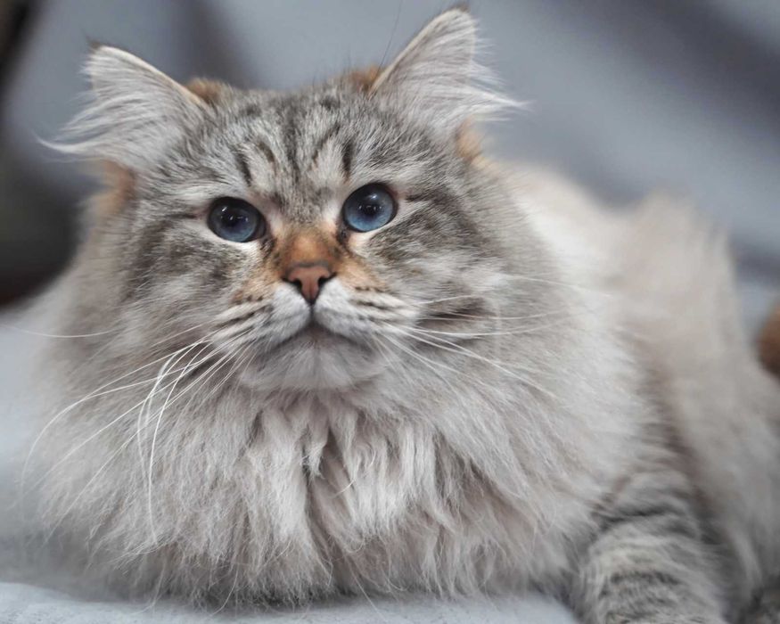 Pui pisica siberiana cu pedigree - Felisa Autorizata