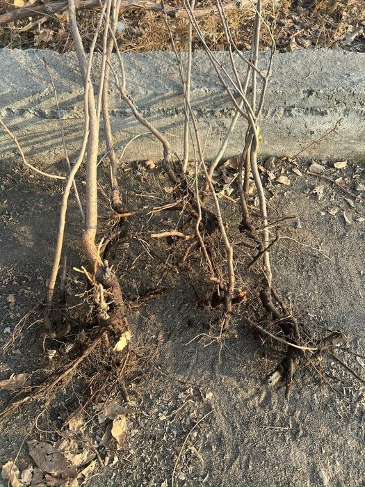 Вишня ,,Шпанка,, ( черешня) саженцы