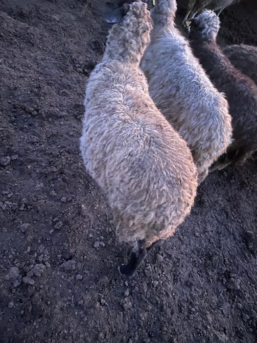 Mieluțe si berbecuti