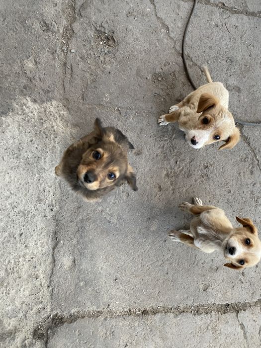 Отдаем Щенков от Ирландского Сеттера