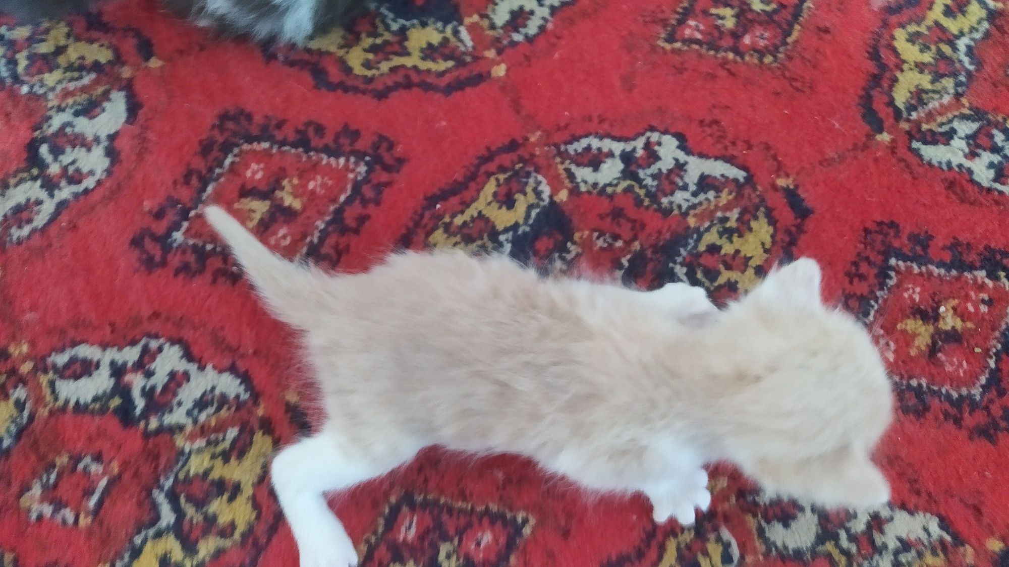 Котята 1 месяц,5 котят