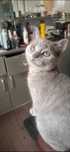 Pisica si motan british shorthair