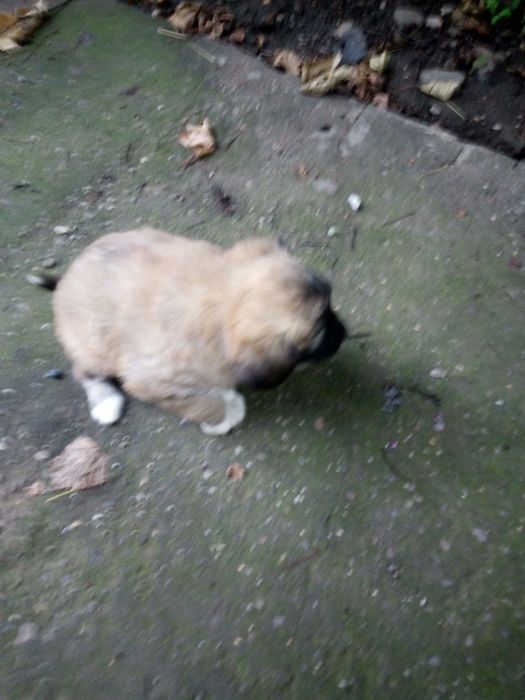 Catelusa de doua luni