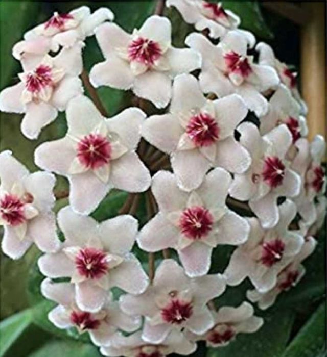 HOYA CARNOSA (floarea de ceara) , Adenium (Trandafirul desertului )