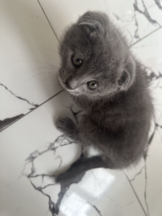 Шотландский вислоухий котенок девочка