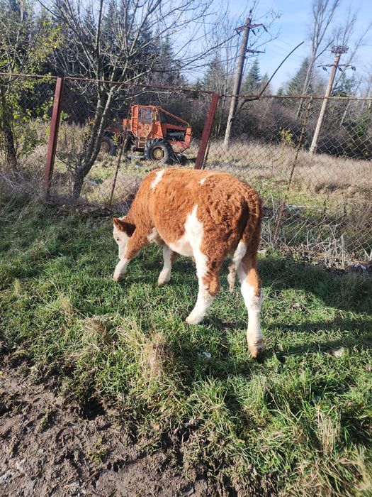 Vând tauras în vârstă de 6 luni