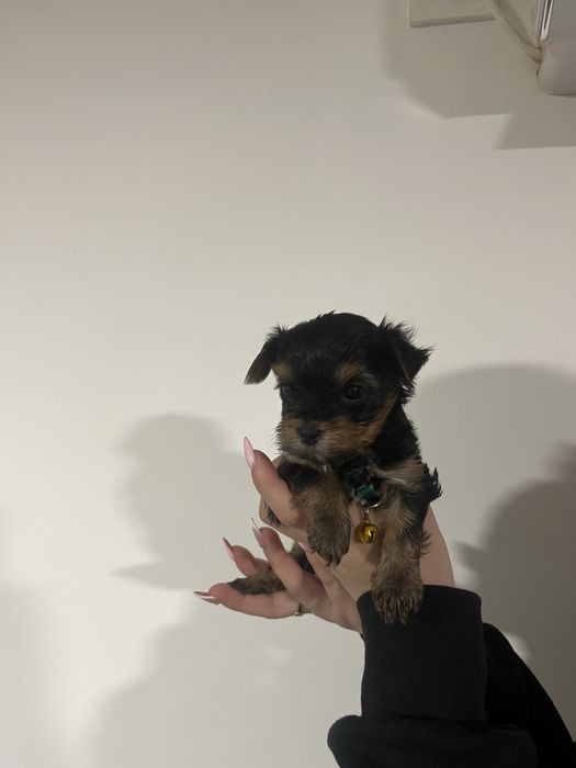 Йоркширски териер