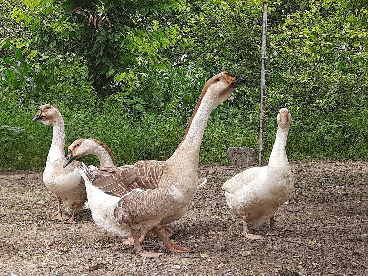 G`ozlar sotiladi 4 dona