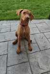 Pui femelă Vizsla Maghiara 12 săptămâni
